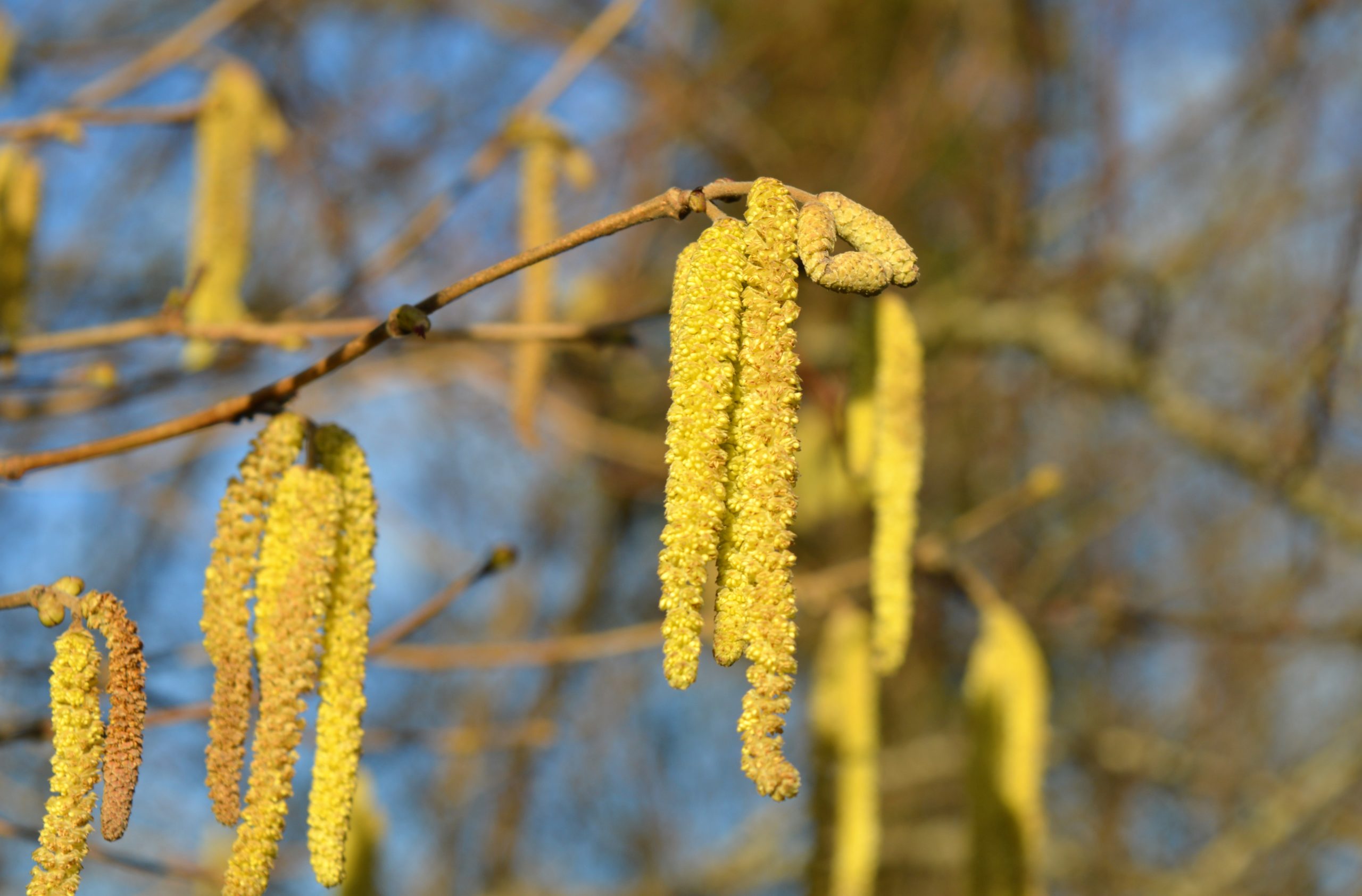 Les pollens allergisants